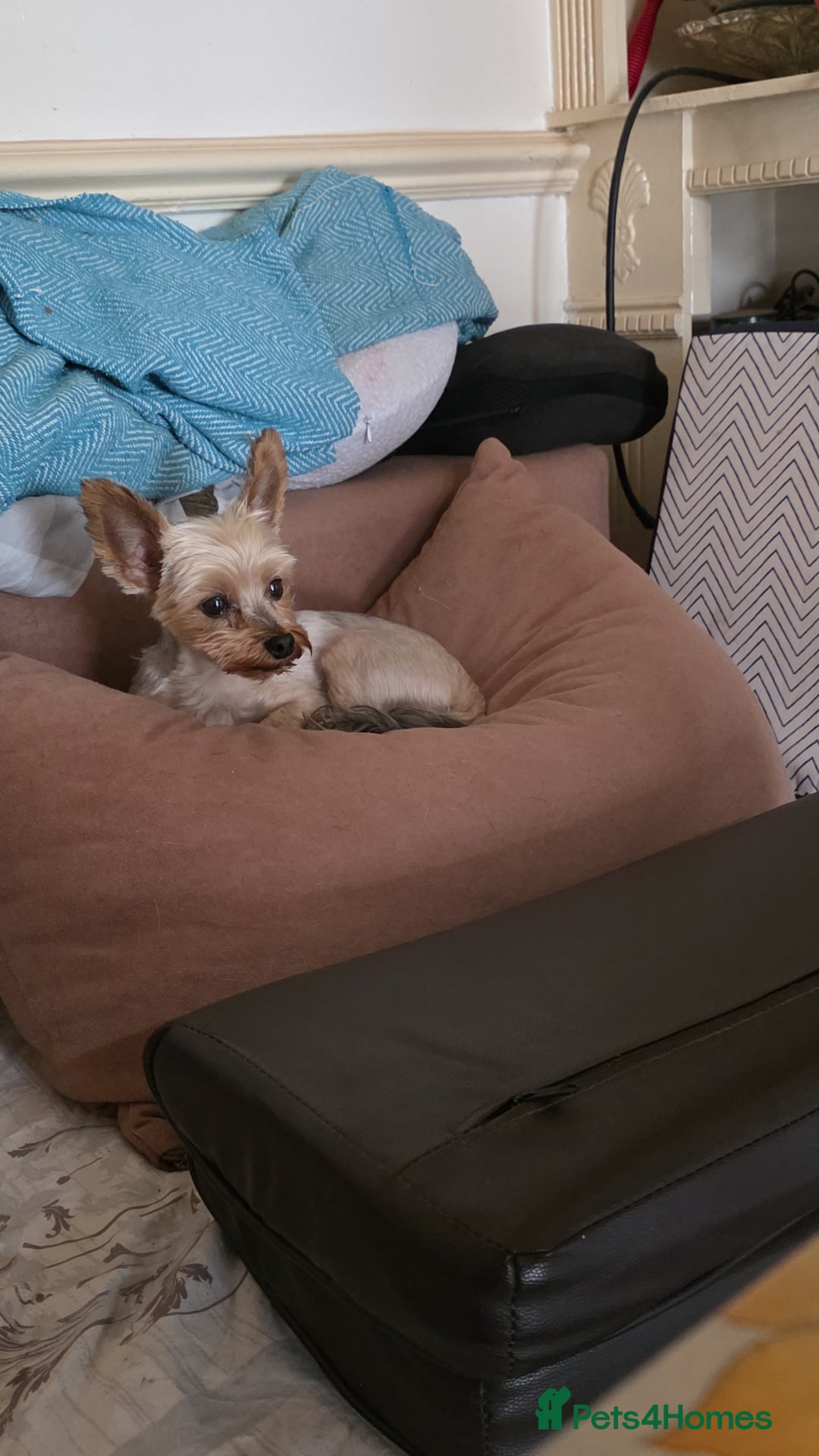 Yorkshire Terrier dogs for sale: ✨🐾last girl Mini Yorkshire Terrier Puppies –  🐾✨ - Image 10