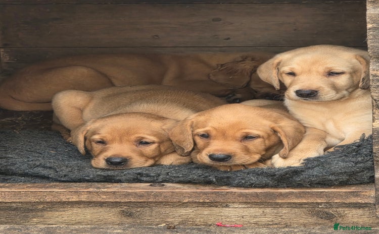 Labrador Retriever dogs - Advert 3