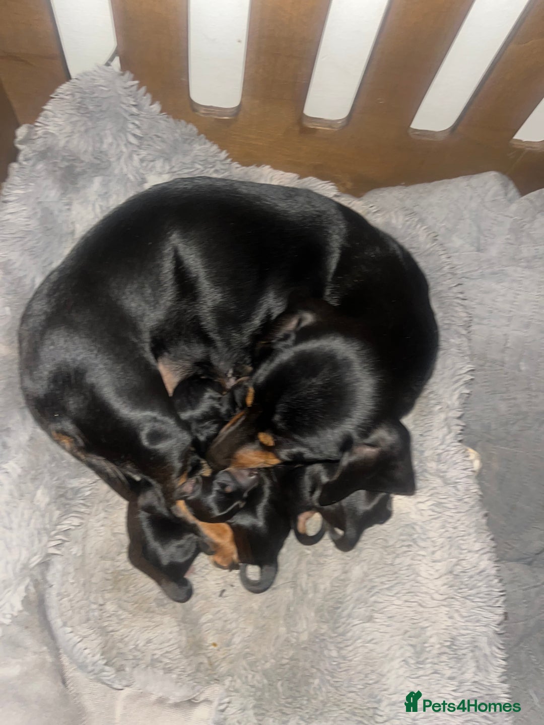 Miniature Dachshund dogs for sale: Miniature dachshund puppies - Advert 1