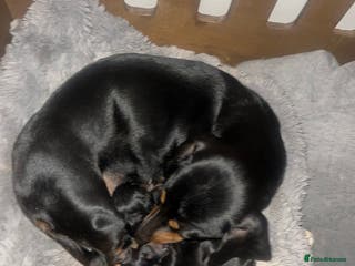 Miniature Dachshund dogs Miniature dachshund puppies - Advert 4