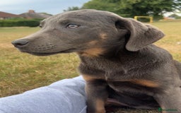 Labrador Retriever dogs for sale: Absolutely stunning charcoal/silver Labrador pups - Image 13