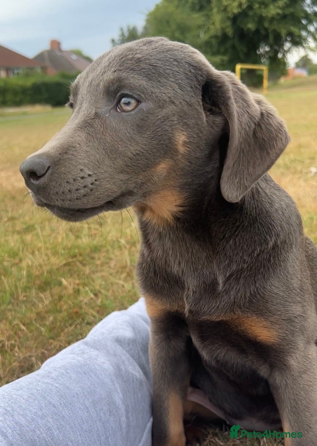 Labrador Retriever dogs for sale: Absolutely stunning charcoal/silver Labrador pups - Image 13