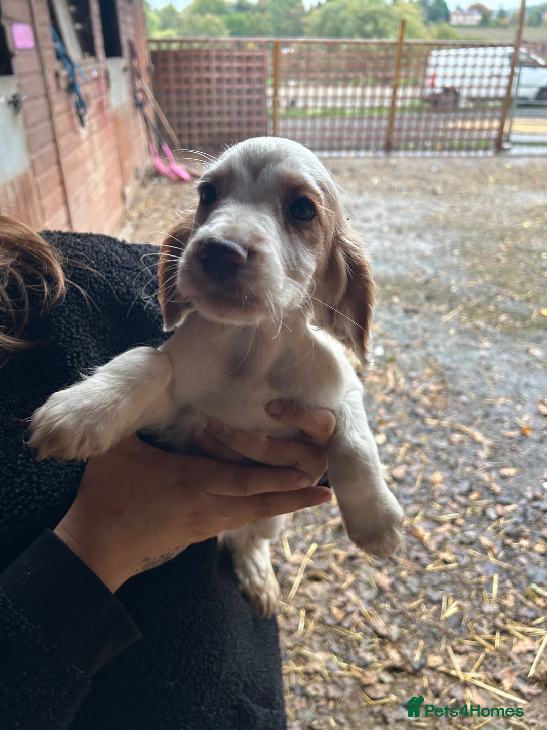 Cocker Spaniel dogs for sale: Beautiful cocker spaniel puppies❤️ - Image 12
