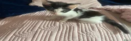 Ragdoll cats for sale: beautiful kittens 9 weeks old £50 each or 2 for 80 - Advert 6