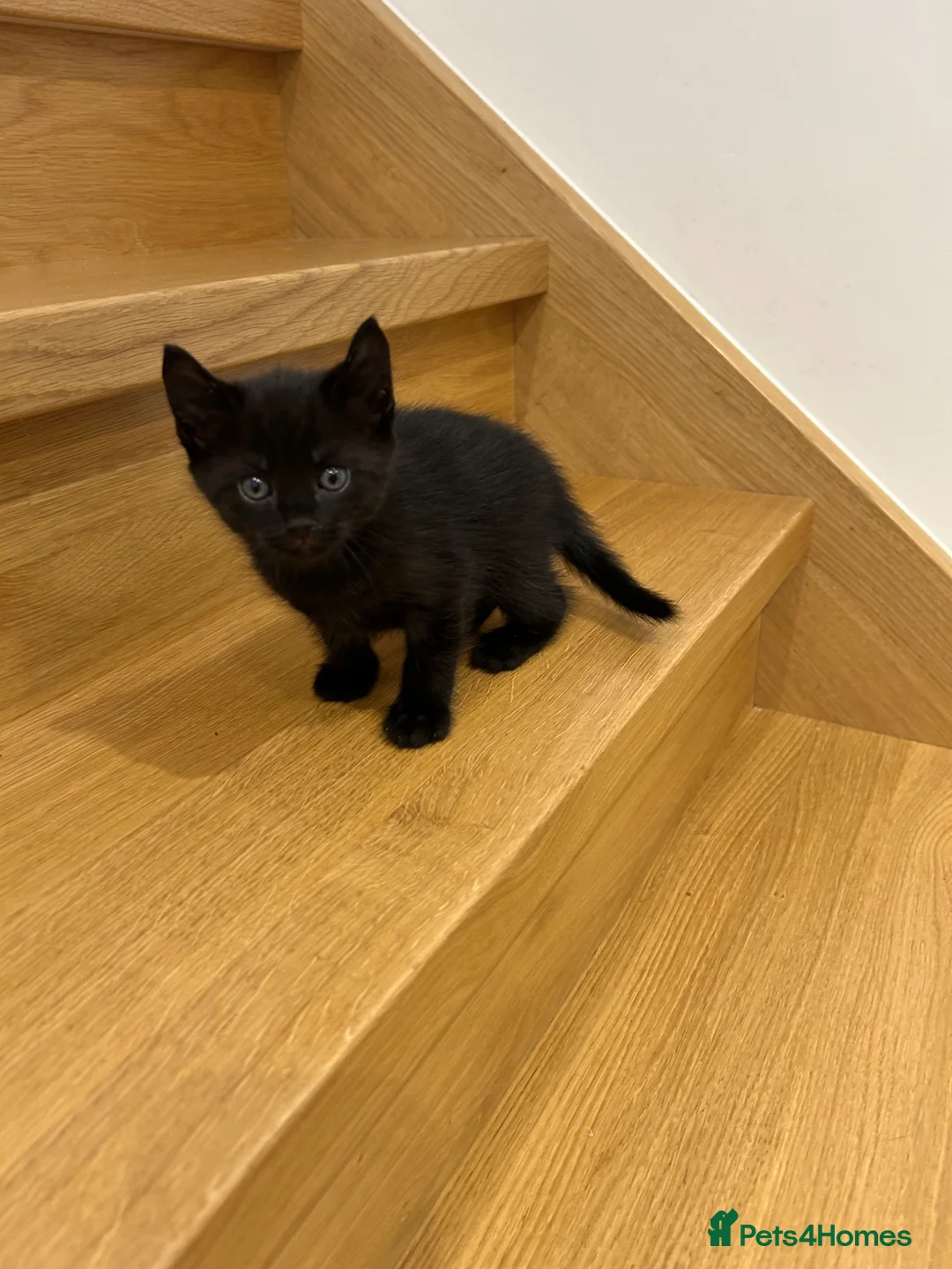 Mixed Breed cats for sale: 2 female kittens in Crawley - Advert 5