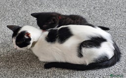 British Shorthair cats for sale: British Shorthair Mix Kittens - Image 18