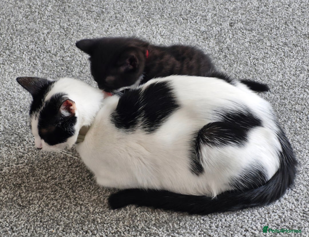 British Shorthair cats for sale: British Shorthair Mix Kittens - Image 18