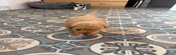 Maltipoo dogs for sale: tiny F1b toy maltipoos fully health tested parents in Wrexham - Advert 18
