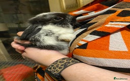 Netherland Dwarf rabbits for sale: Netherland Dwarf / Minilop  - Image 6