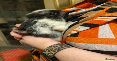 Netherland Dwarf rabbits - Advert 3