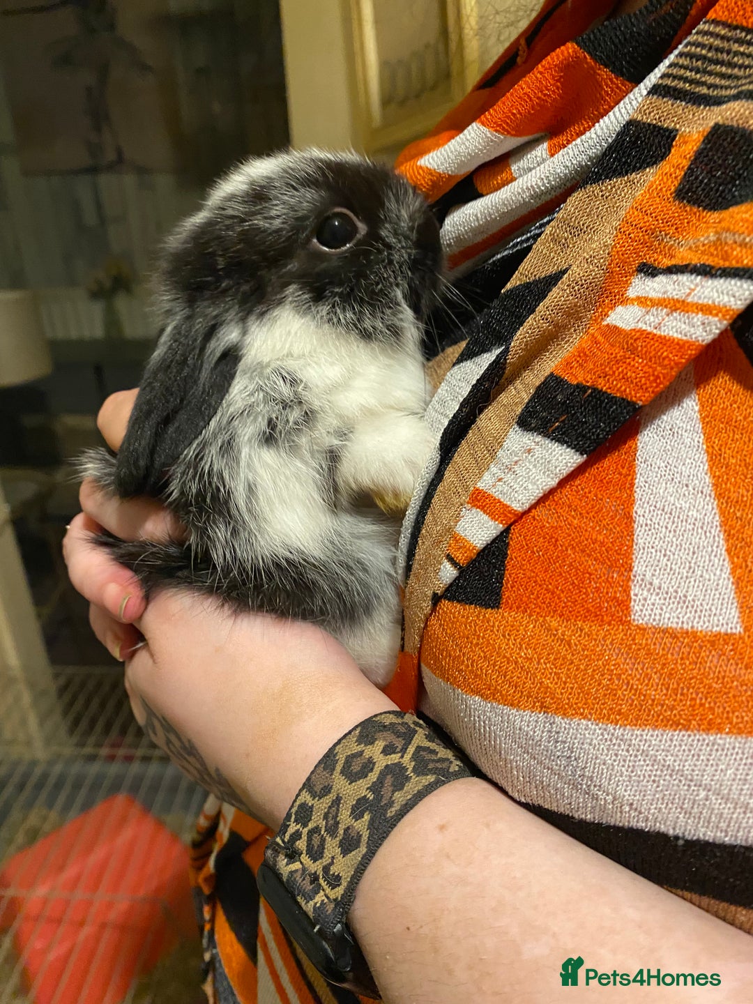 Netherland Dwarf rabbits for sale: Netherland Dwarf / Minilop  - Image 6