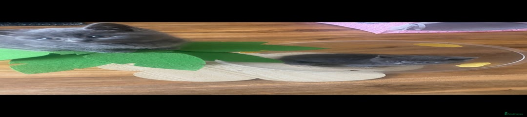 British Shorthair Kitten 4