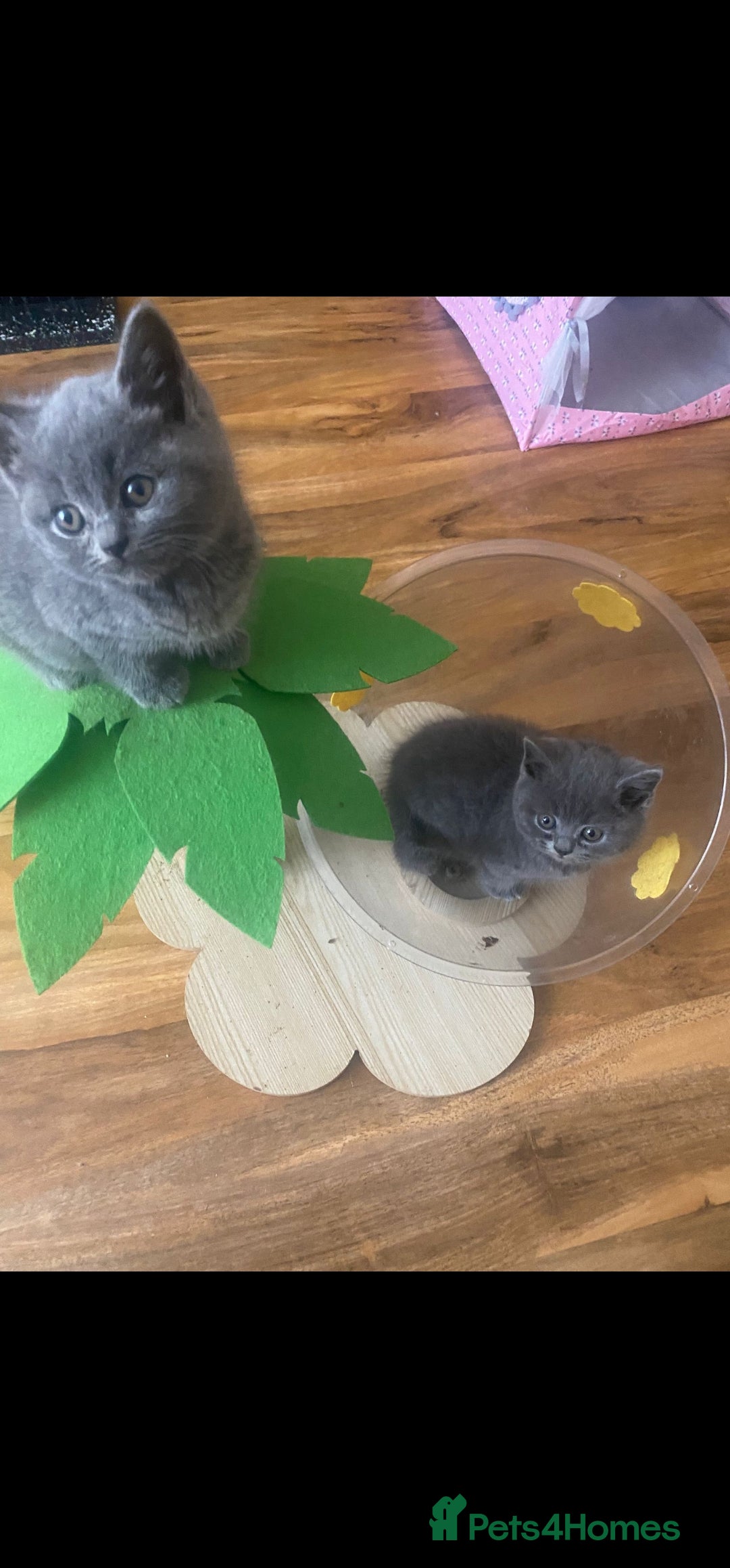 British Shorthair cats for sale: British Shorthair kittens for sale - Image 9