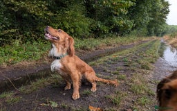 Cocker Spaniel dogs for sale: 🐾 KC Reg - Working Cocker spaniel DNA Tested 🧬 - Image 17