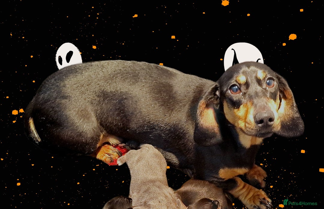 Miniature Dachshund dogs for sale: BLUE & TAN & BLACK TAN MINI DAX'S AVAILABLE  - Image 7