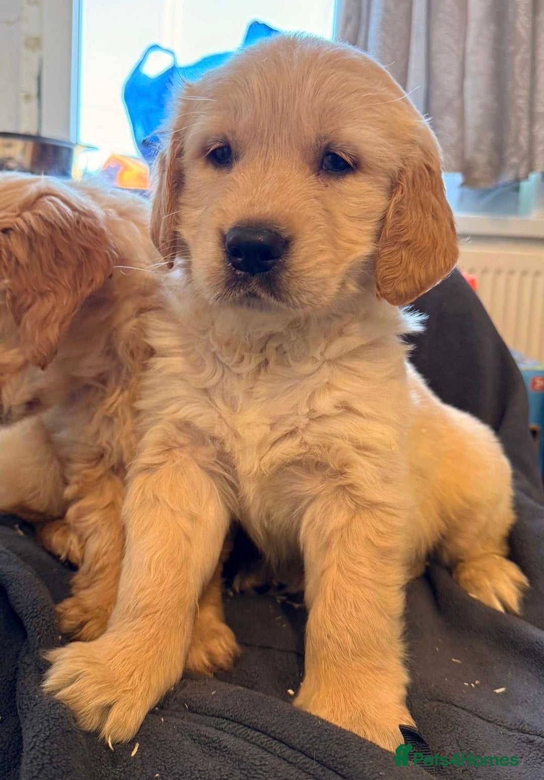 Golden Retriever dogs for sale: KC registered health tested Golden Retriever puppy - Advert 2