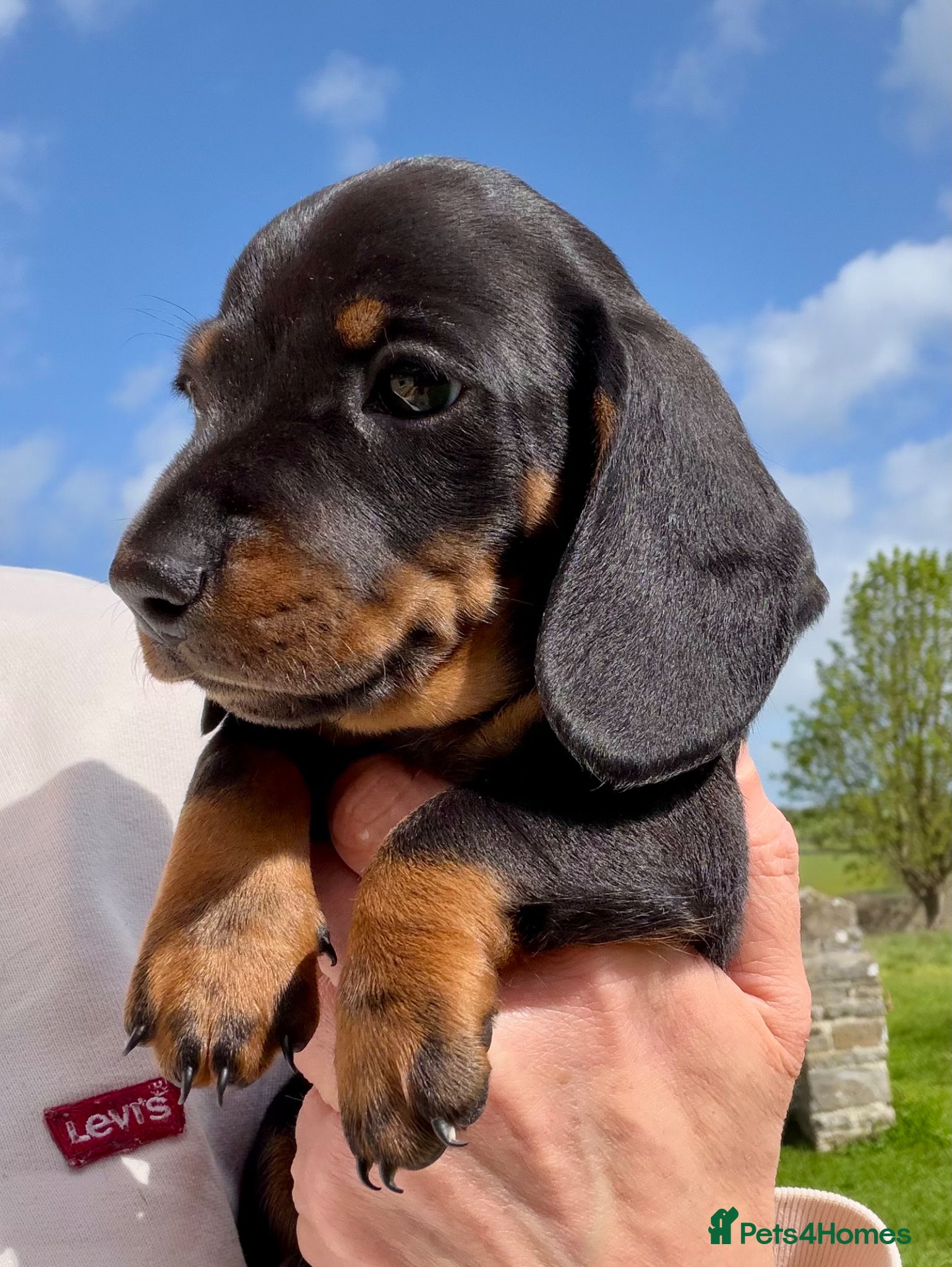 Miniature Dachshund dogs Meet Our Little Sausage Squad 🌭 - Advert 2