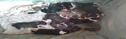 Mixed Breed dogs for sale: Staffy cross pups for sale  in Lostwithiel - Advert 4
