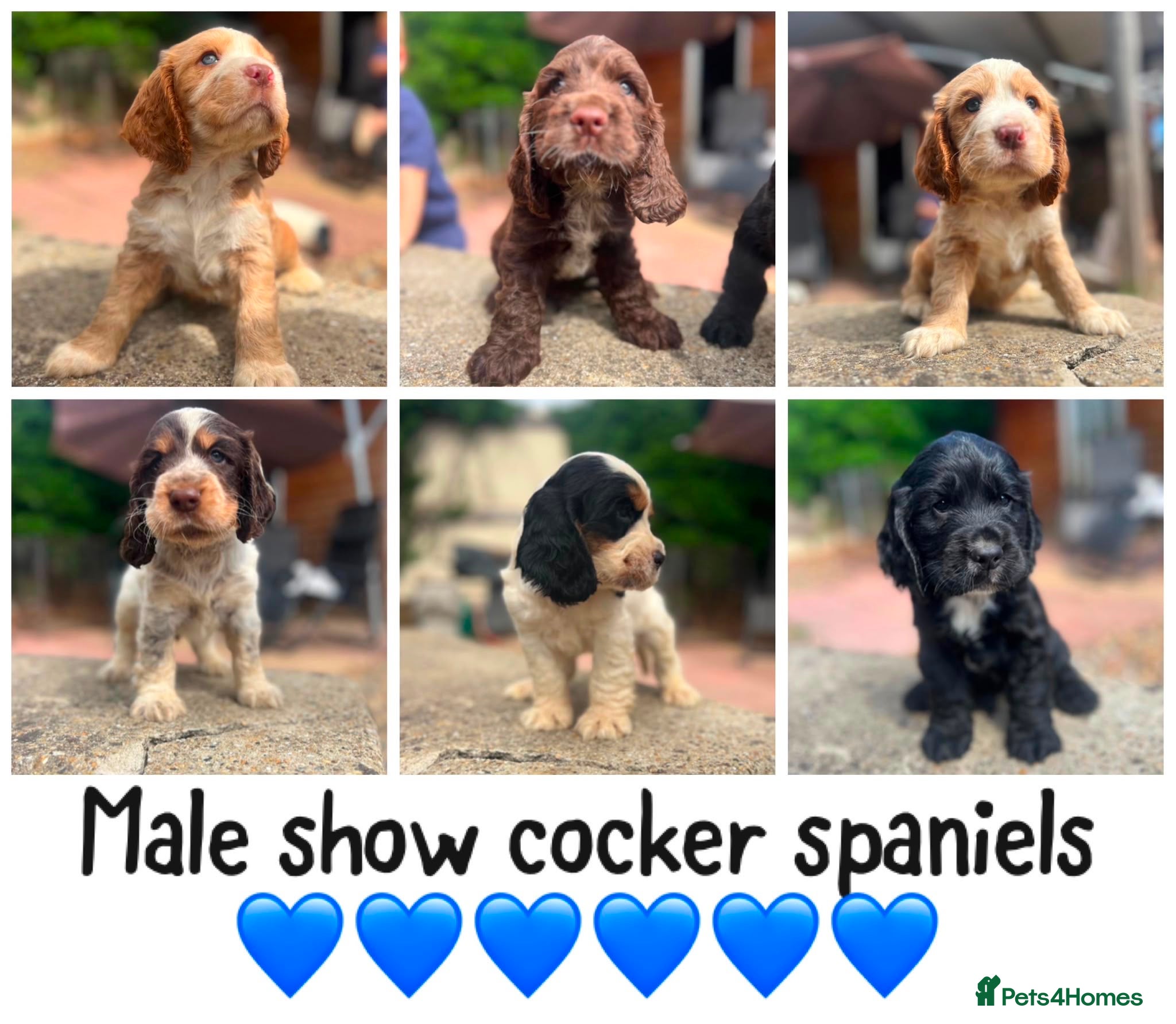Cocker Spaniel dogs BEAUTIFUL SHOW COCKER SPANIELS - Advert 1