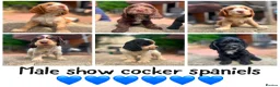 Cocker Spaniel dogs for sale: BEAUTIFUL SHOW COCKER SPANIELS in Swanley - Advert 1