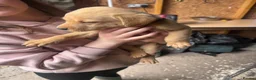 Labrador Retriever dogs for sale: KC Registered Labrador Puppies in Banchory - Advert 8