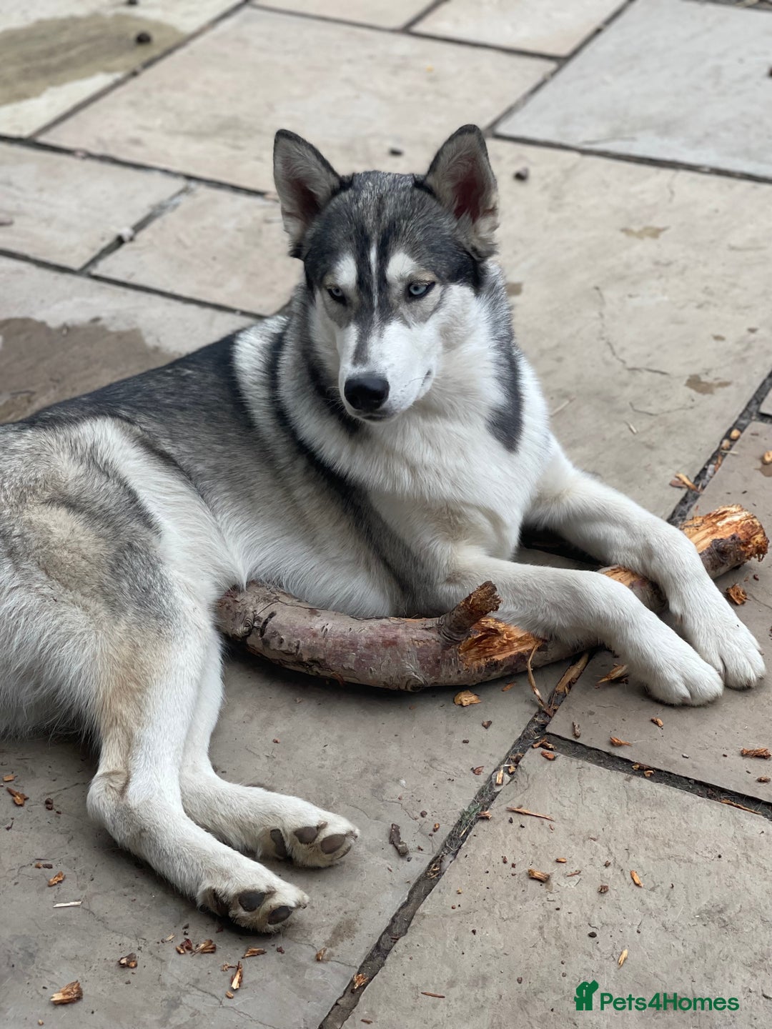 Siberian Husky dogs for stud: PROVEN KC Registered Siberian Husky Stud ONLY in Solihull - Image 10