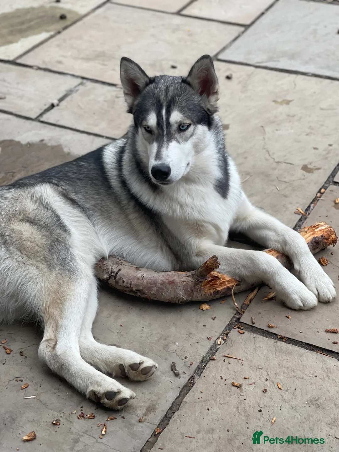 Siberian Husky dogs for stud: PROVEN KC Registered Siberian Husky Stud ONLY in Solihull - Advert 11