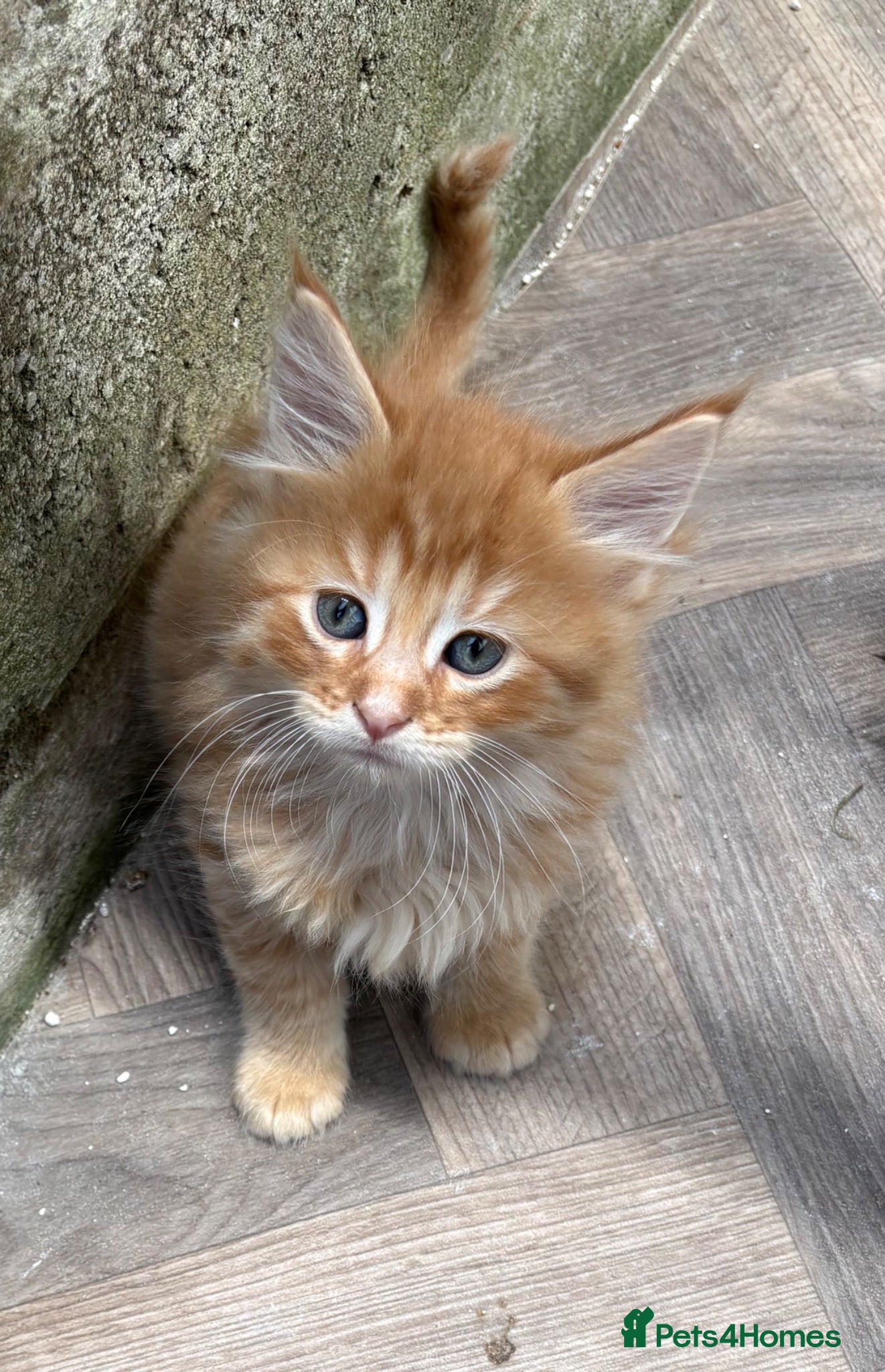 Maine Coon cats beautiful mainecoon cross   Boy - Advert 5