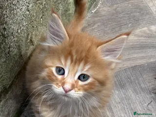 Maine Coon cats beautiful mainecoon cross Boy - Advert 5