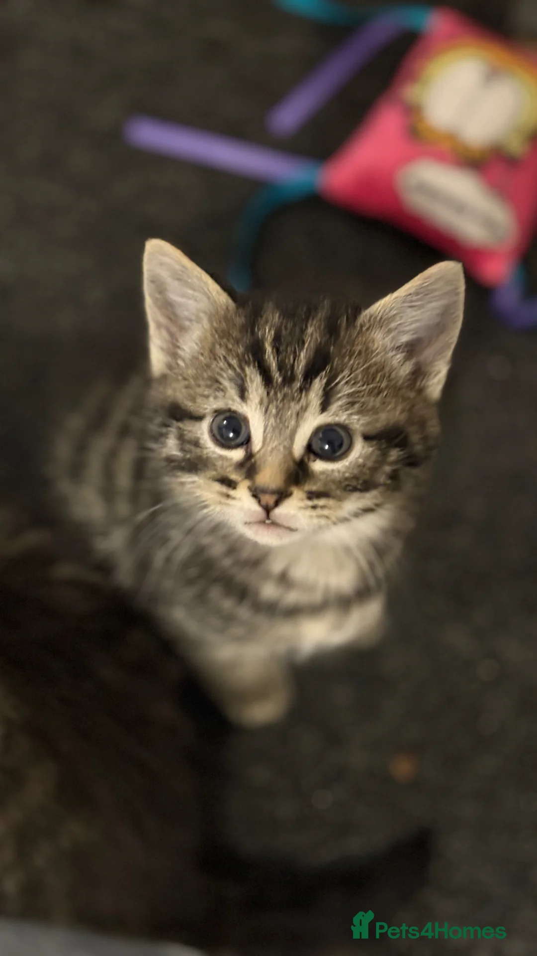 Mixed Breed cats for sale: 4 gorgeous male kittens in Somerton - Advert 28