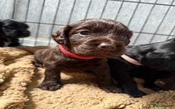 Cocker Spaniel dogs for sale: Cocker spaniel puppies - Advert 13