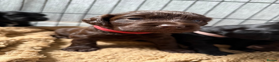 Cocker Spaniel Puppy 1