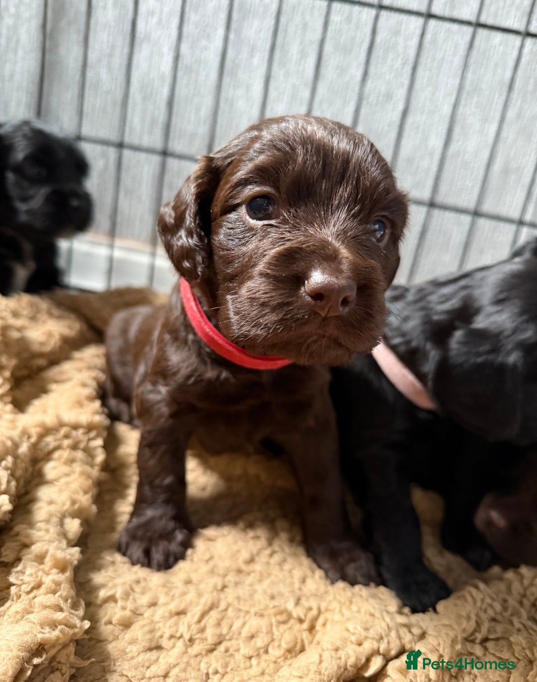Cocker Spaniel dogs for sale: Cocker spaniel puppies - Advert 13