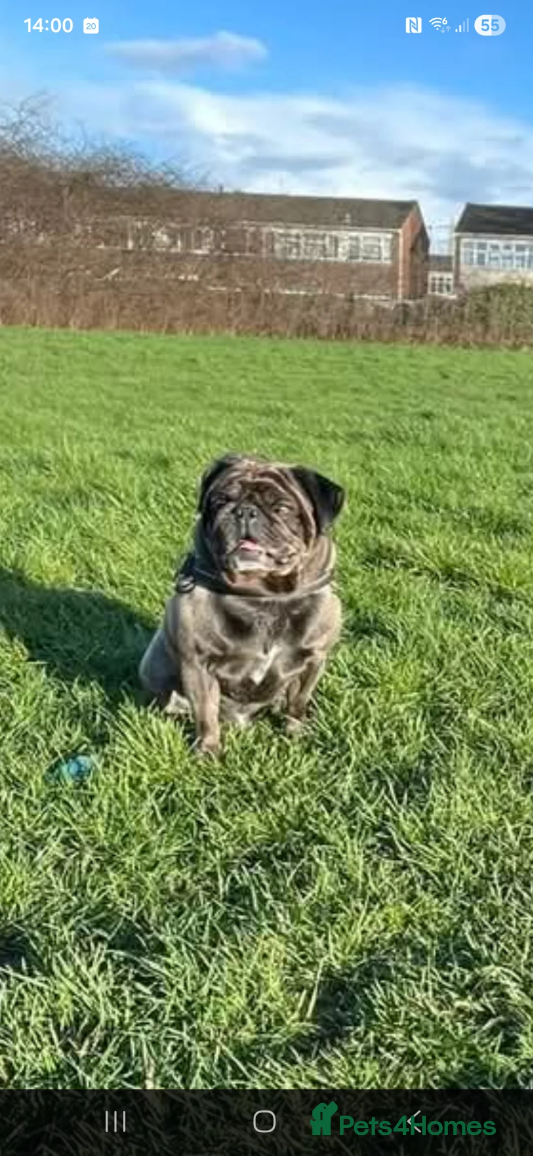 Chug dogs for sale: chug puppies  in Wednesbury - Advert 4