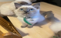 Ragdoll cats for sale:  Ragdoll kittens  - Image 15
