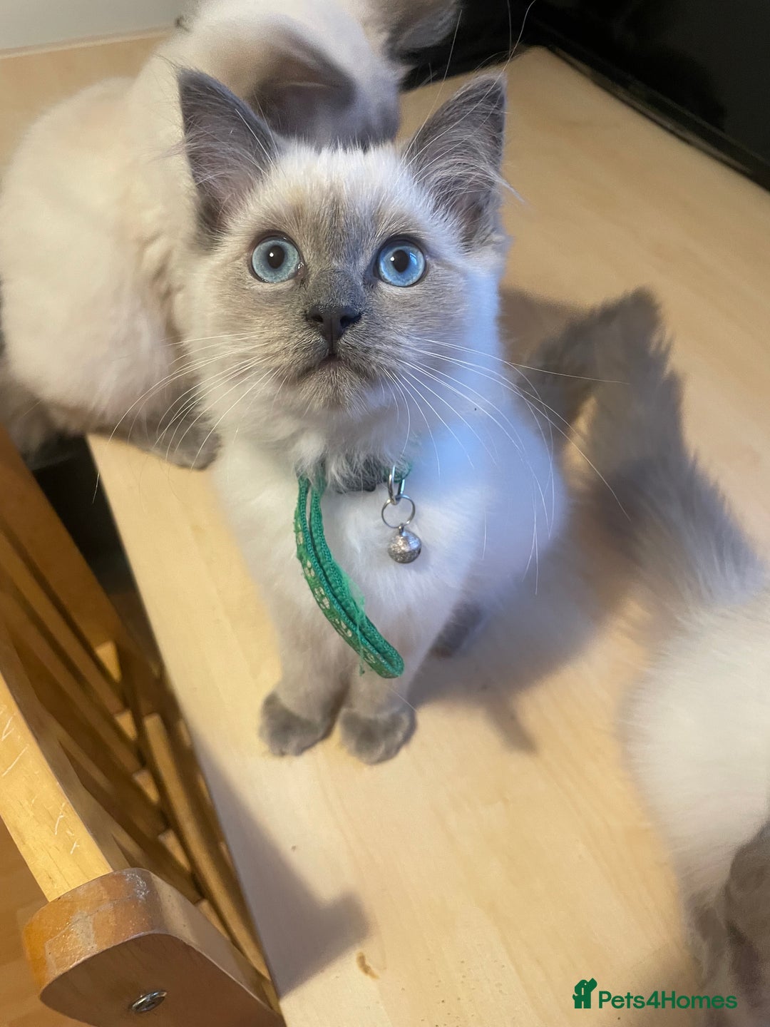 Ragdoll cats for sale:  Ragdoll kittens  - Image 15