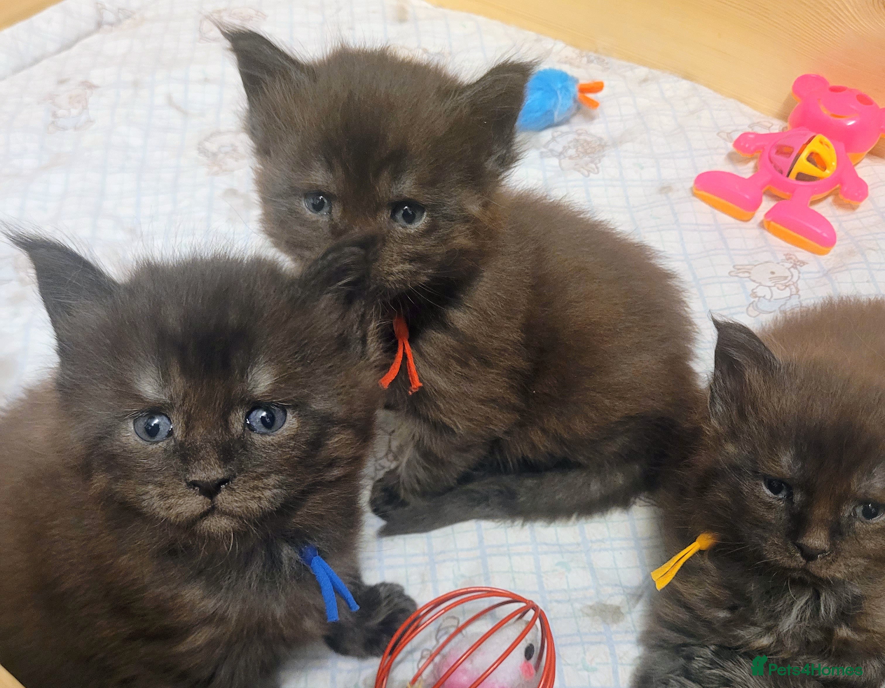 Maine Coon cats STUNNING Maine Coon Registered kittens - Advert 2