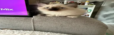Mitted Seal Point 