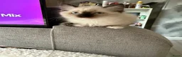 Ragdoll cats for sale: Ragdoll Kittens - 1 Available - Advert 5