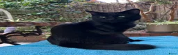 Mixed Breed cats for sale: Lovely young cat needing new home in London - Advert 7