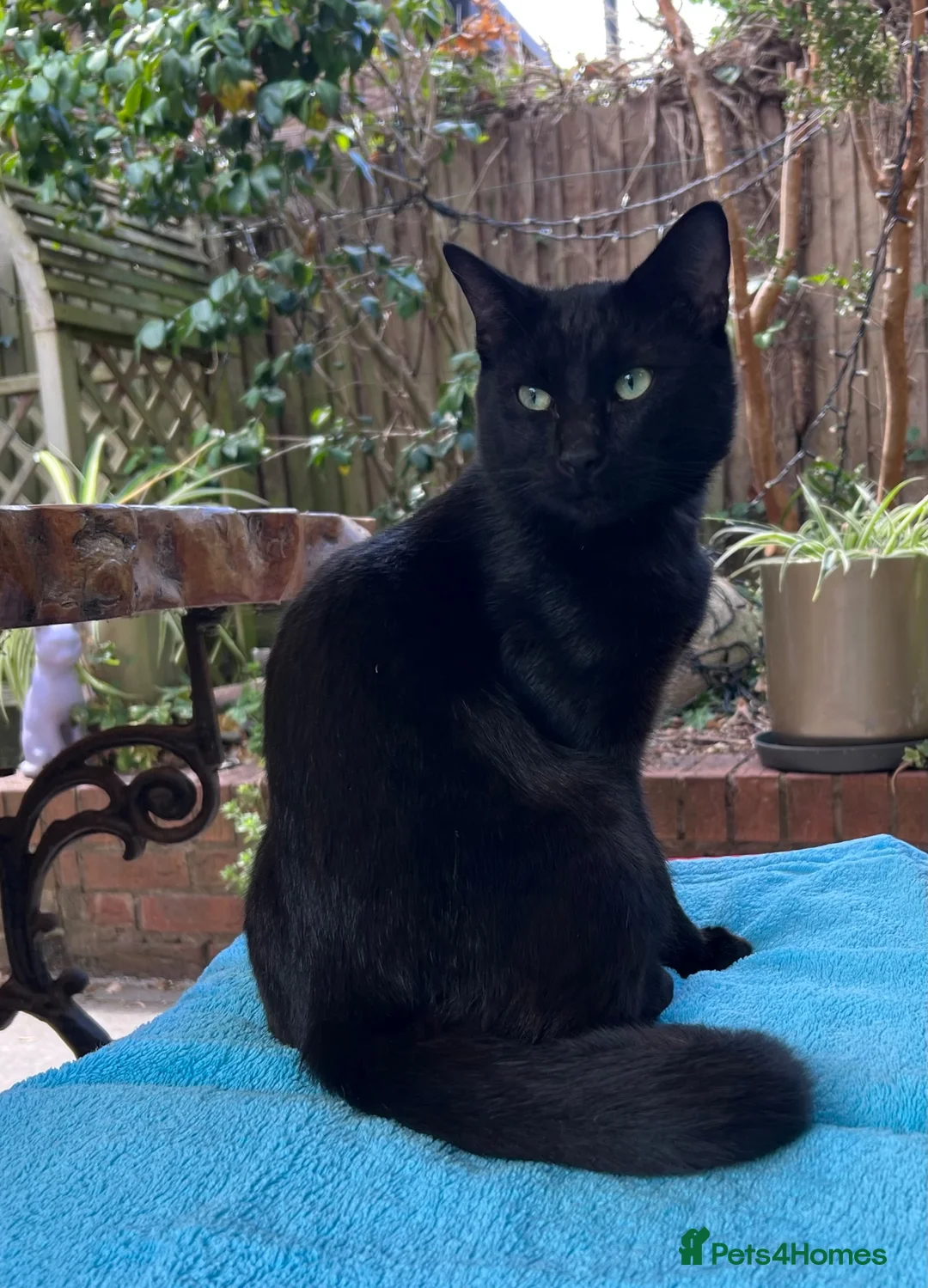 Mixed Breed cats for sale: Lovely young cat needing new home in London - Advert 7
