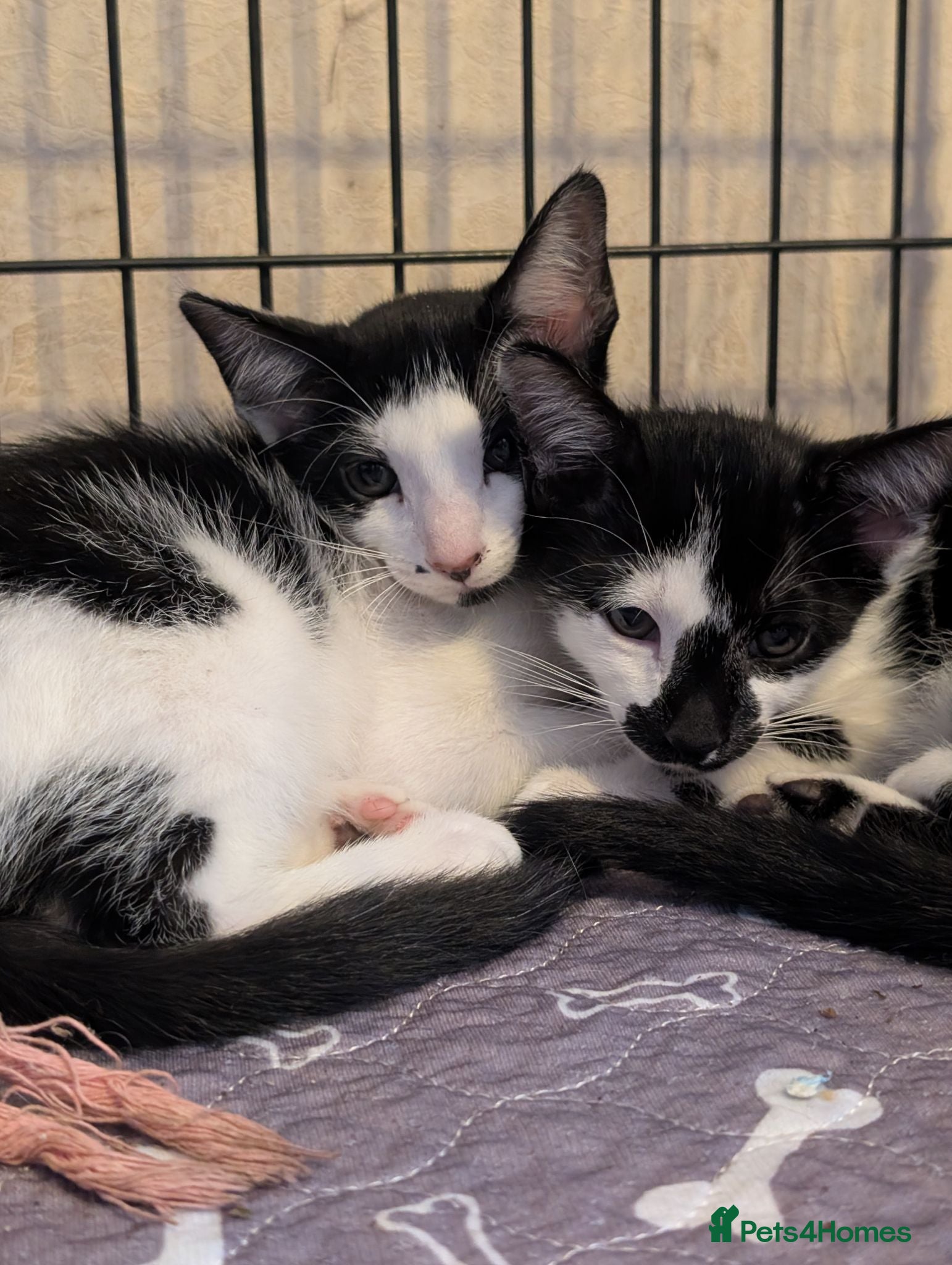 Oriental cats Mixed Oriental kittens ready for their new home  - Advert 2