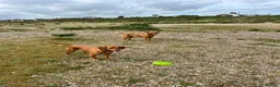Mixed Breed dogs for sale: LABRADOR RETRIEVER PUPPIES - Advert 3