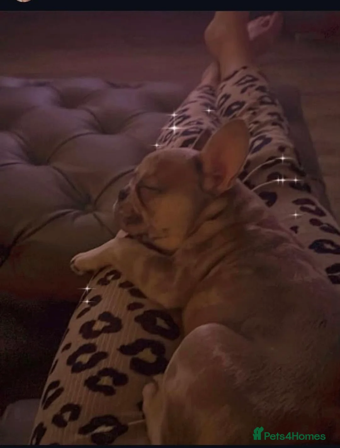 French Bulldog dogs for sale: Fully trained French bulldog  - Advert 8