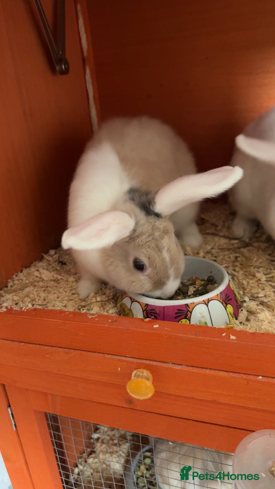 Mini Lion Lop rabbits for sale: Lion head lops - Advert 2