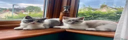 British Shorthair cats for sale: Ready now British Shorthair Lilac and white GCCF - Advert 3