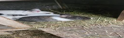 Mixed Breed rabbits for sale: They are mix Rex and Dutch  - Advert 16