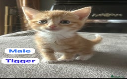 Mixed Breed cats for sale: Kittens for sale - Image 4