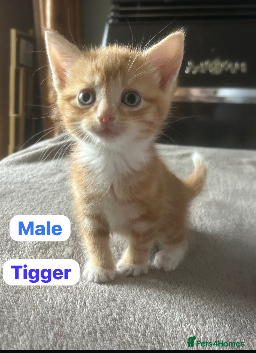 Mixed Breed cats for sale: Kittens for sale - Image 4