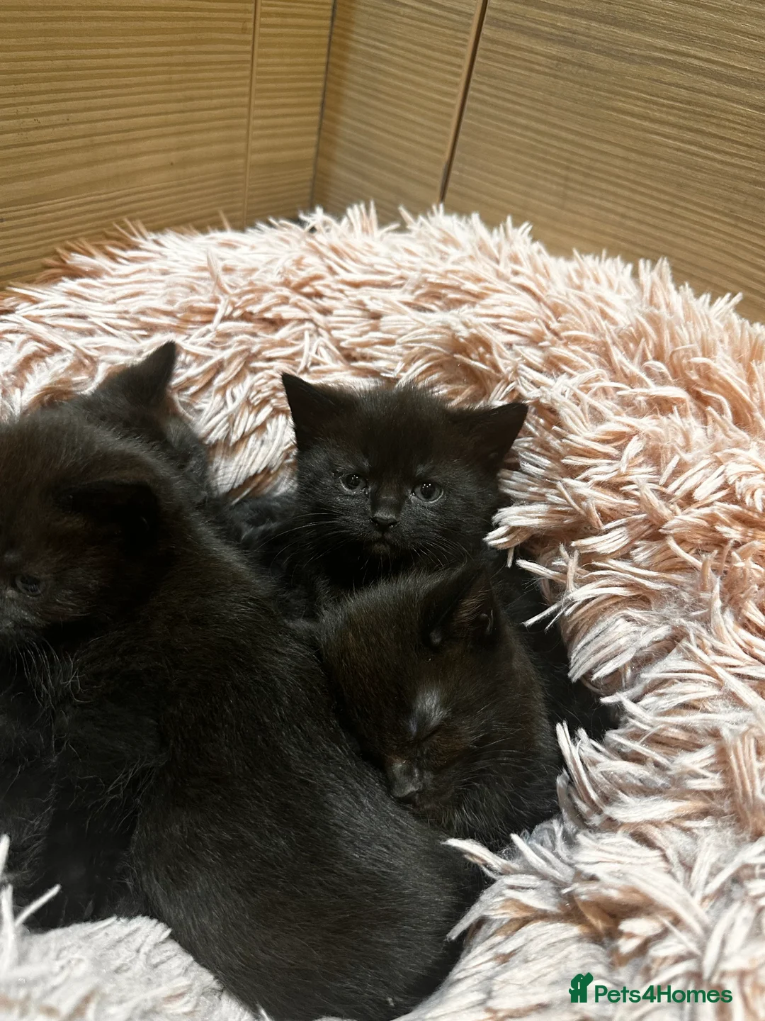 British Shorthair cats for sale: 5 gorgeous black kittens  - Advert 4